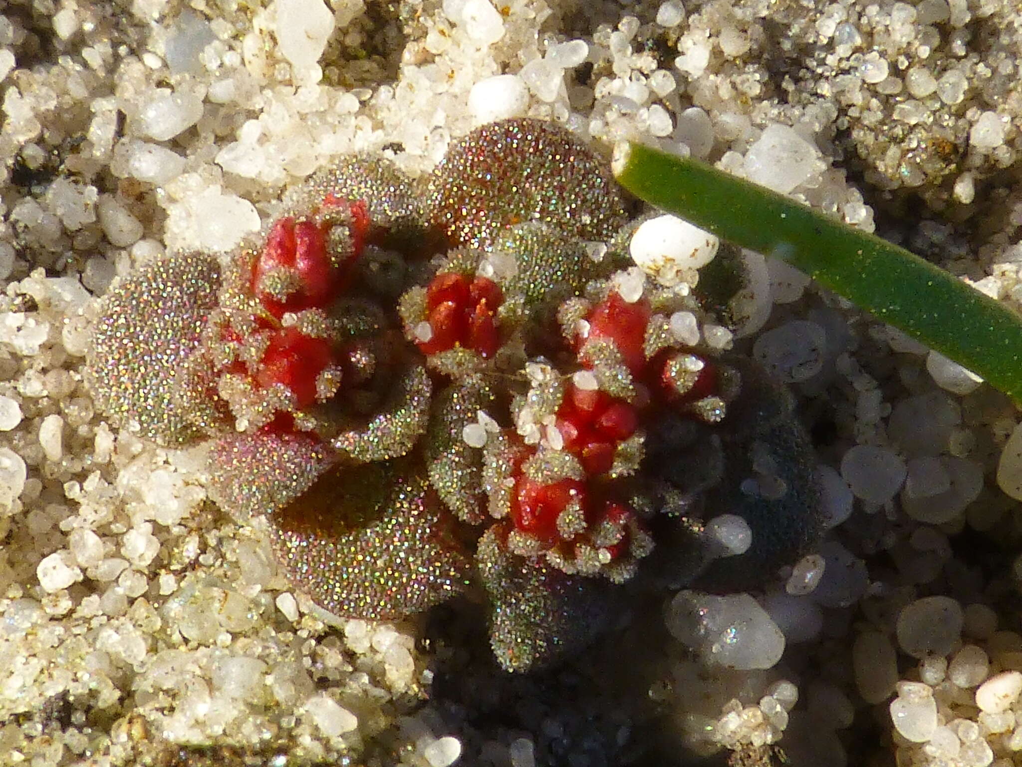 Crassula umbellata Thunb. resmi