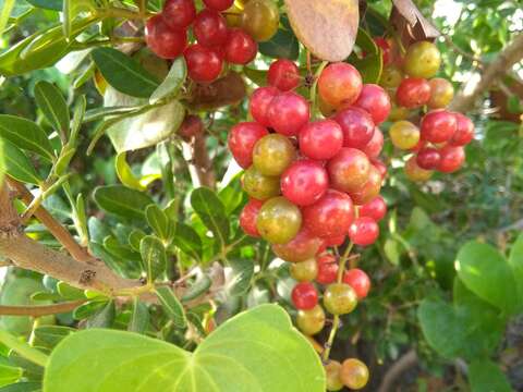 Image of Smilax aspera L.