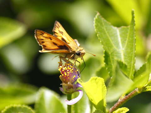 Image of Hylephila phyleus