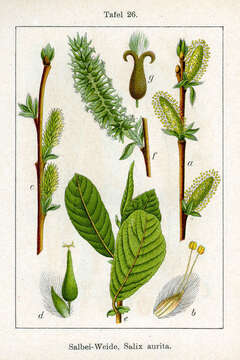 Image of eared willow