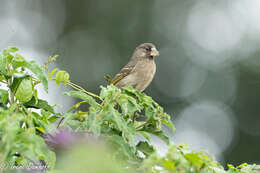 Image of Thick-billed Seedeater