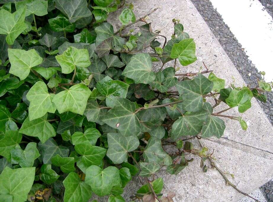 Image of English ivy