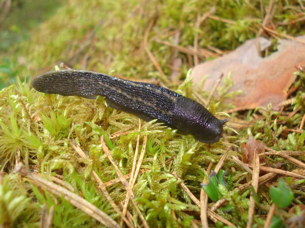 Image of ash-black slug