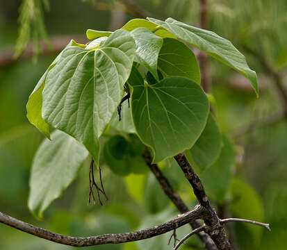 Image of Gyrocarpus americanus Jacq.