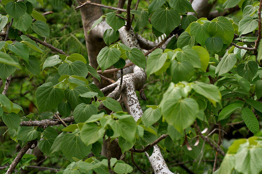 Image of Gyrocarpus americanus Jacq.