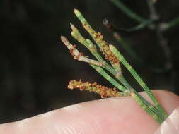 Image of Allocasuarina campestris (Diels) L. Johnson