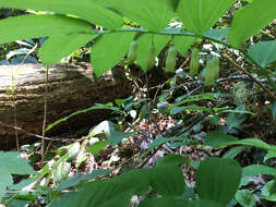 Image of Polygonatum biflorum var. biflorum