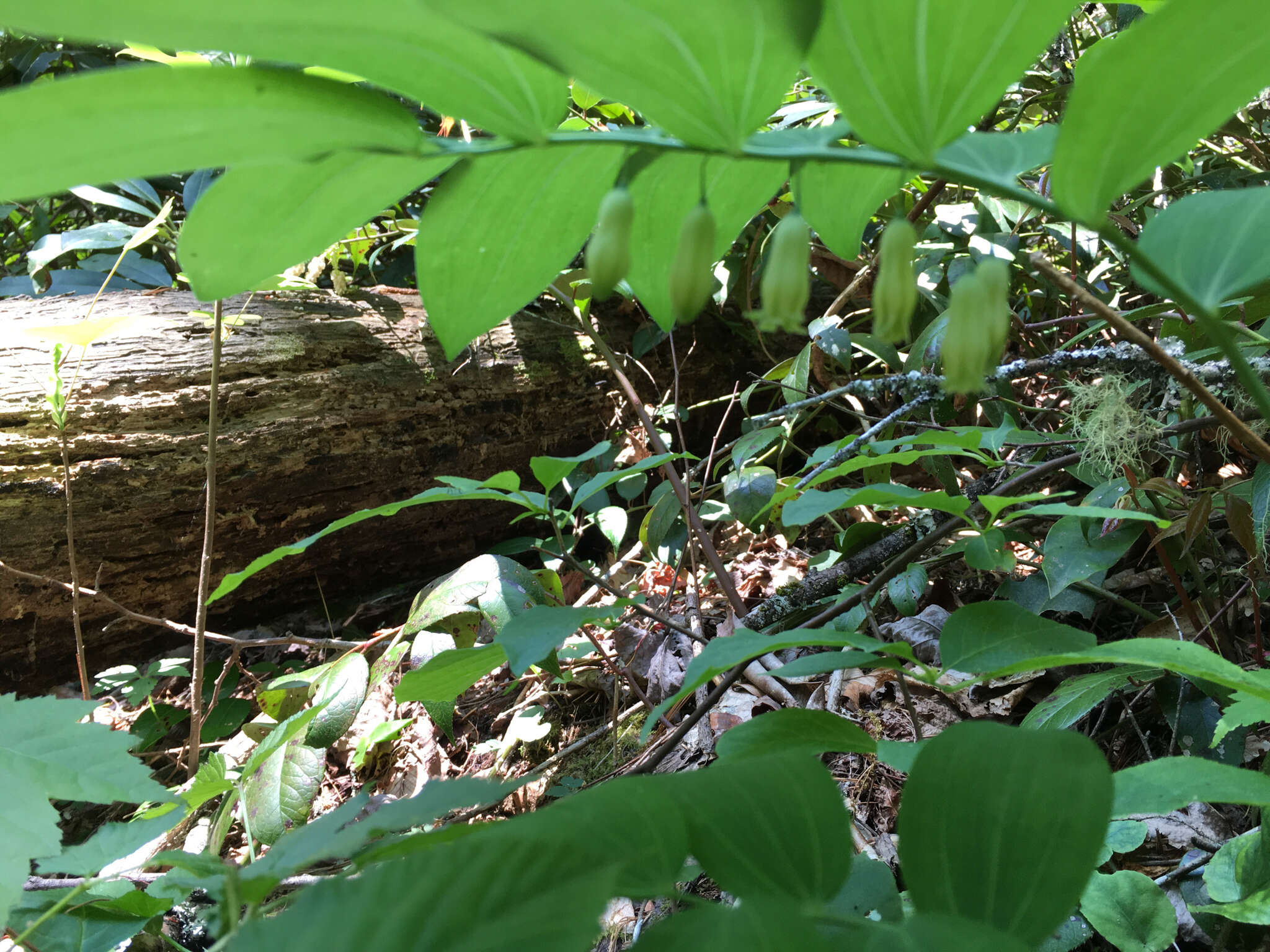 Image of Polygonatum biflorum var. biflorum