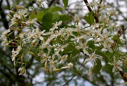 Image of Wrightia tinctoria R. Br.