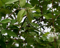 Image of Wrightia tinctoria R. Br.