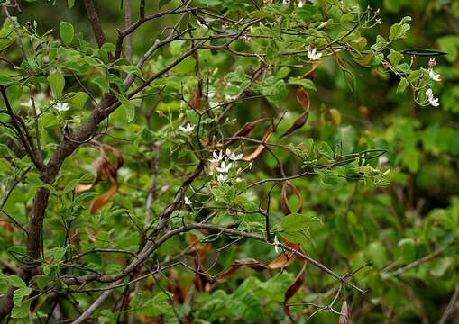 Image of Wrightia tinctoria R. Br.