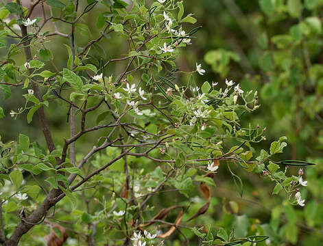 Image of Wrightia tinctoria R. Br.