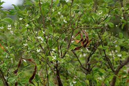 Image of Wrightia tinctoria R. Br.