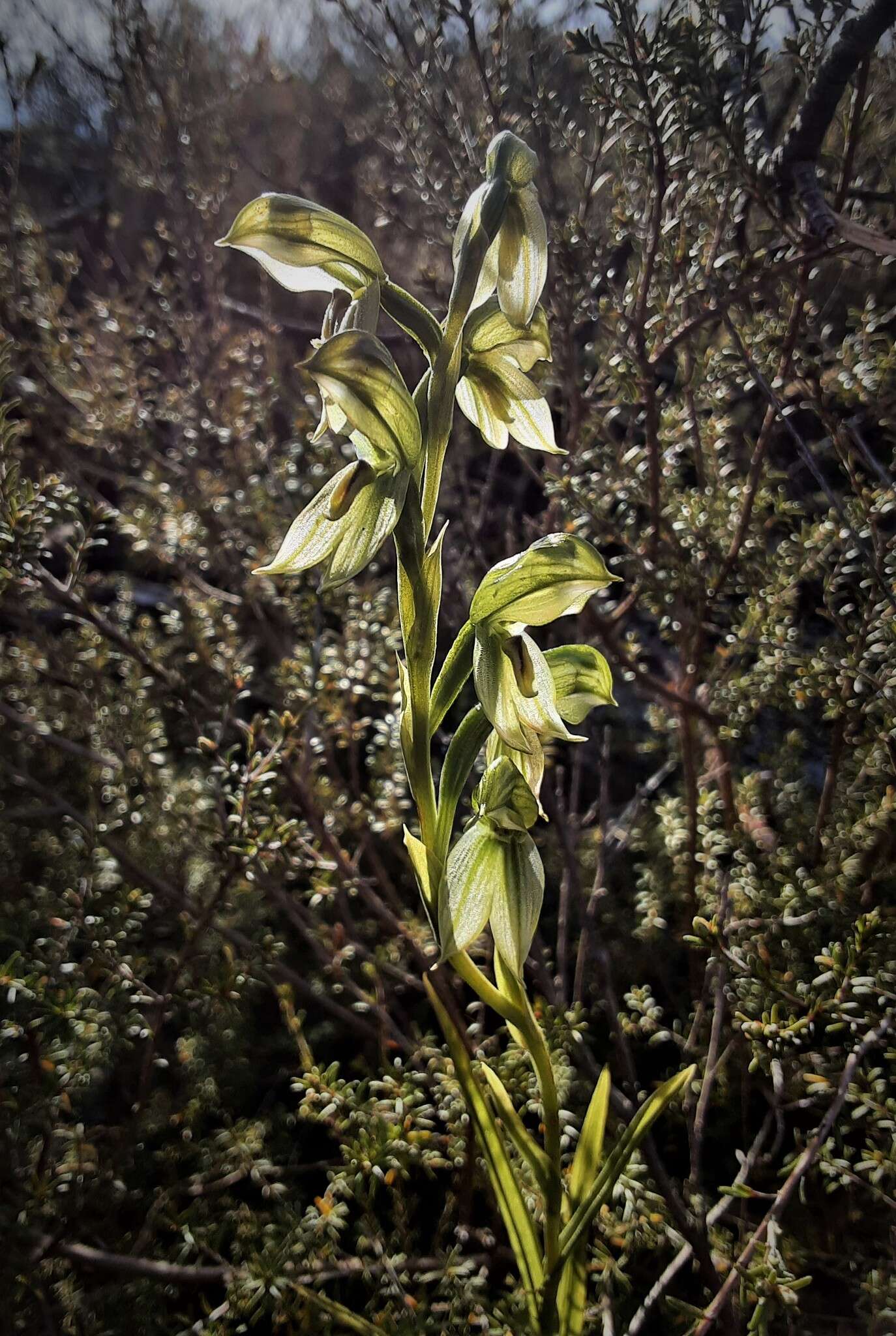 Image of Smooth leafy greenhood