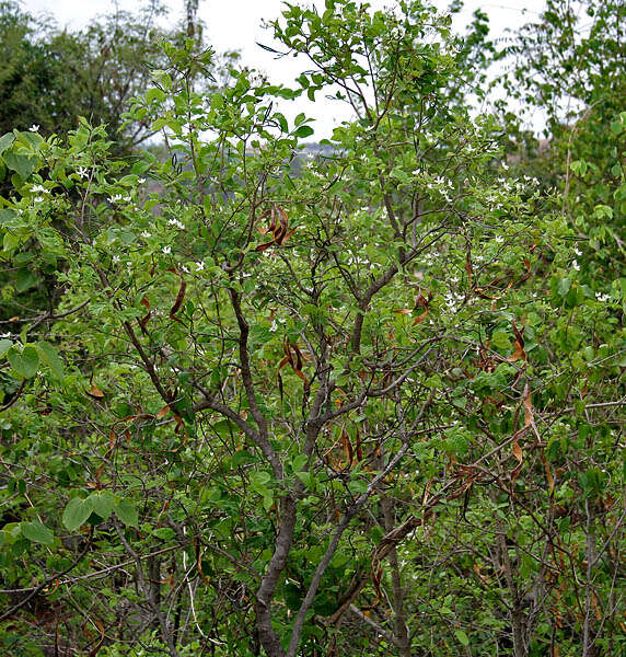 Image of Wrightia tinctoria R. Br.