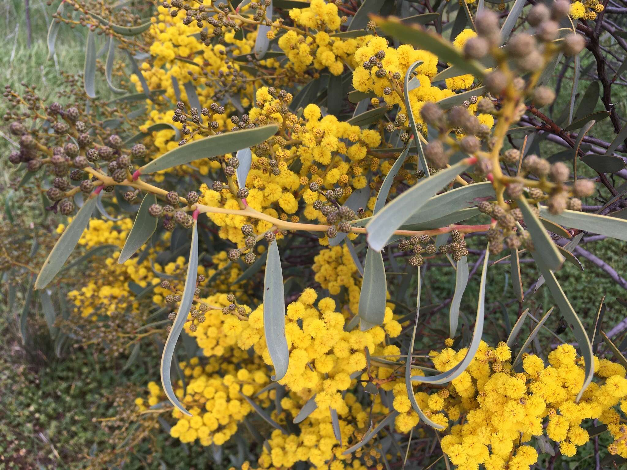 Plancia ëd Acacia notabilis F. Muell.