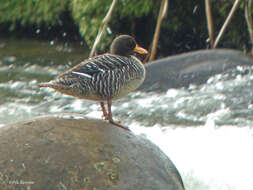 Image of Salvadori's Teal