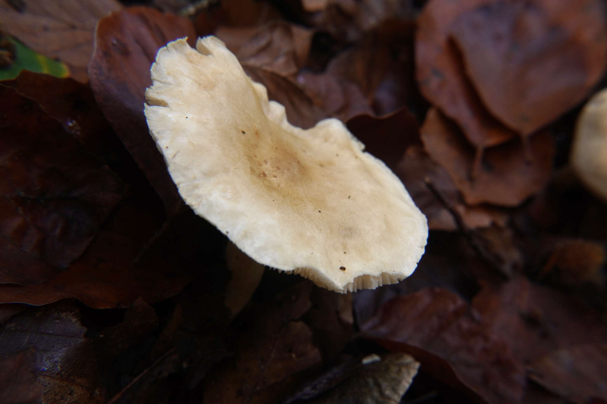 Image of Tricholoma lascivum (Fr.) Gillet 1874