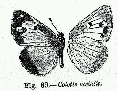 Imagem de Colotis vestalis (Butler 1876)