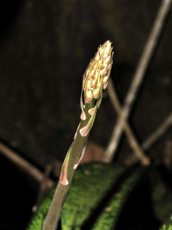 Image of Gasteria batesiana G. D. Rowley