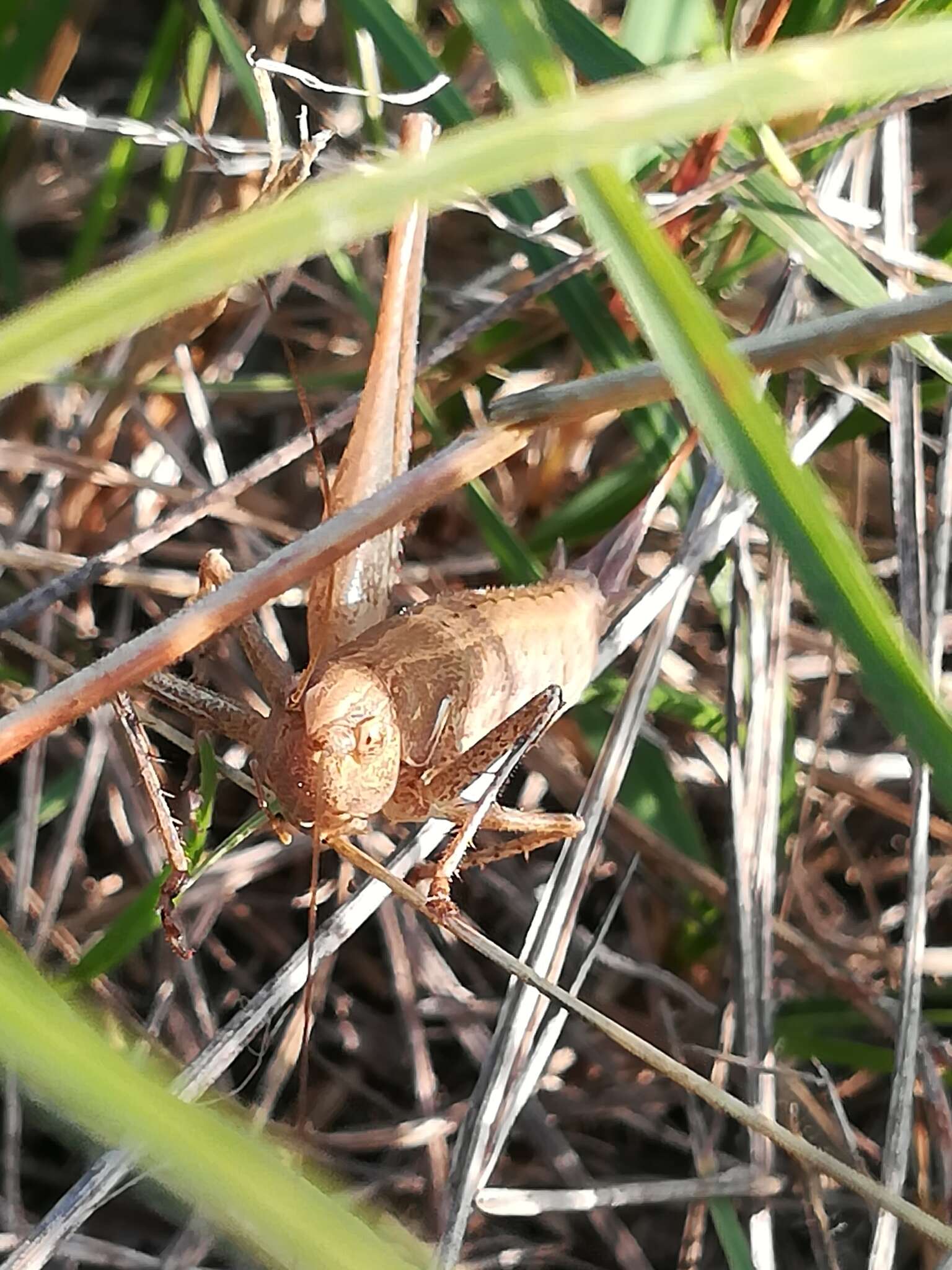 Слика од Rhacocleis germanica (Herrich-Schäffer 1840)