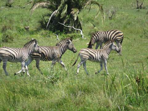 Image of Burchell's zebra