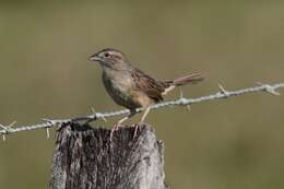 Image de Bruant de Botteri