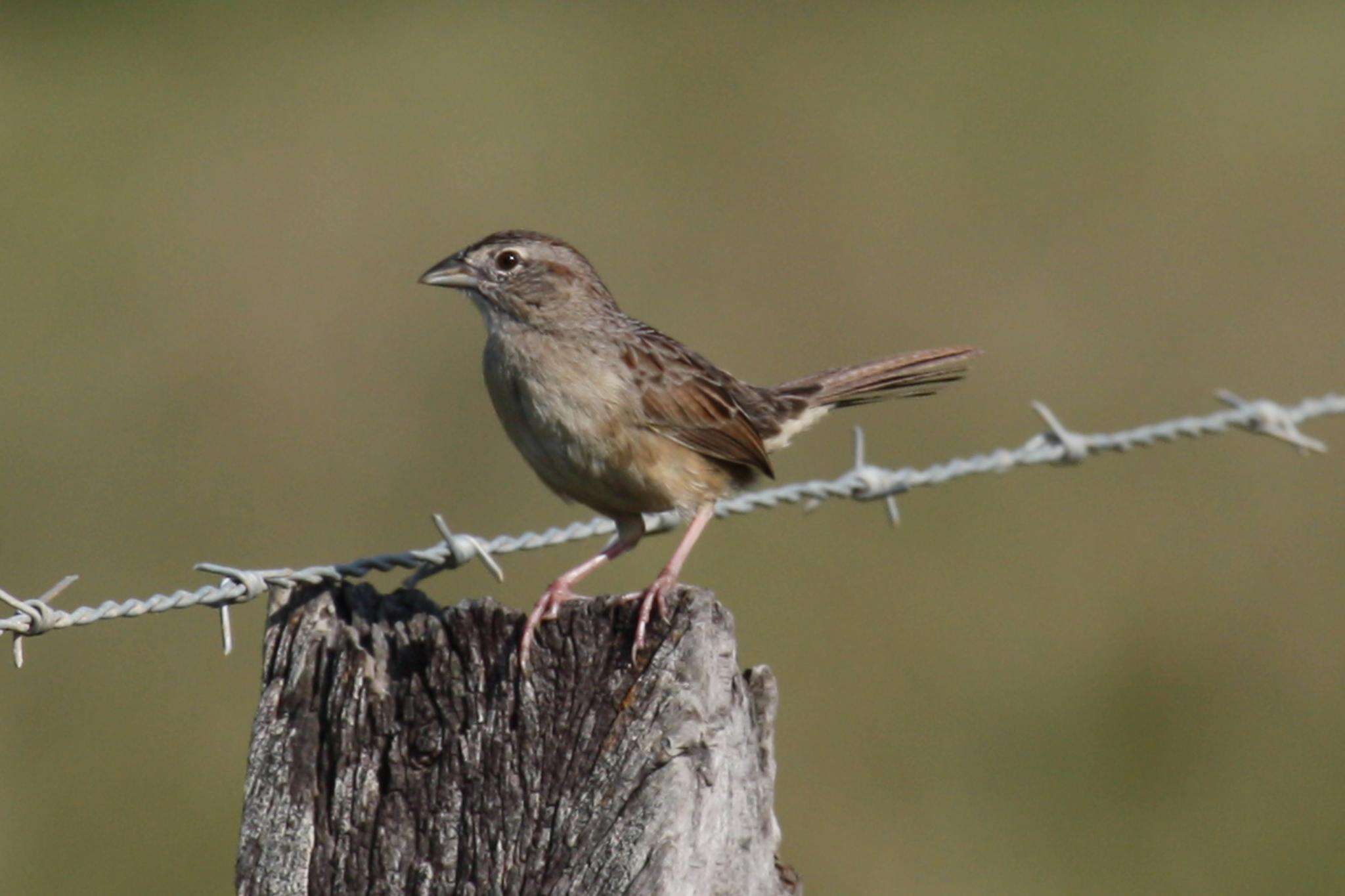 Image de Bruant de Botteri