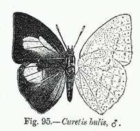 Image of Curetis bulis (Westwood (1851))