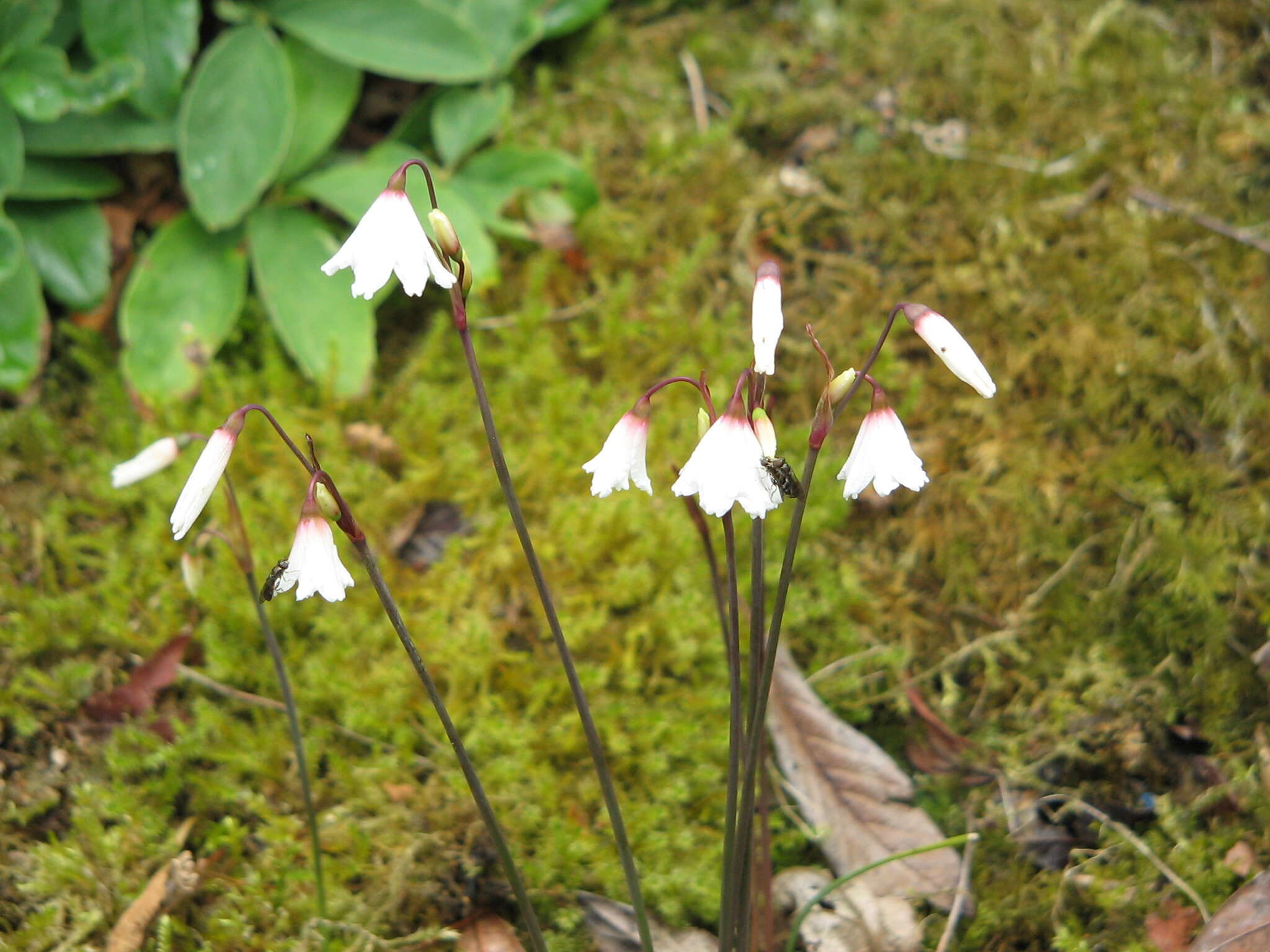 Слика од Acis autumnalis (L.) Sweet