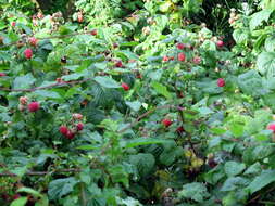 Image of Raspberry