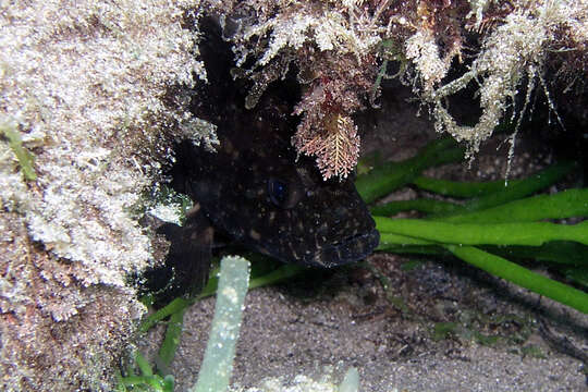 Image of Black cod