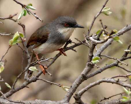 Image of Grey-breasted Prinia