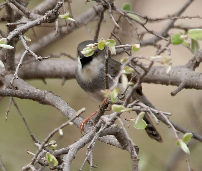 Image of Grey-breasted Prinia