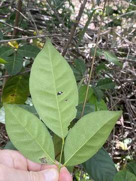 Image of Glycosmis trifoliata (Bl.) Spreng.