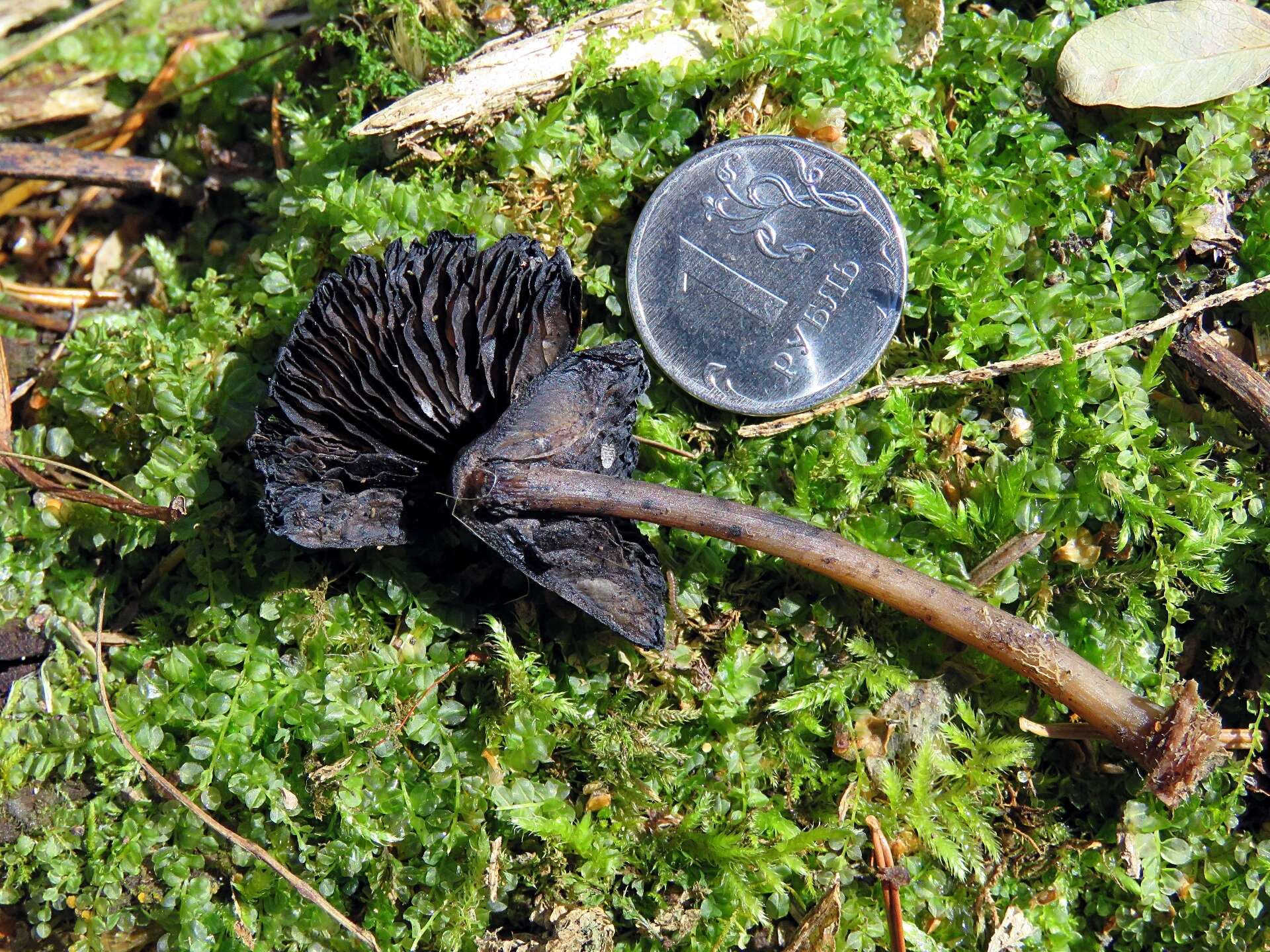 Image of Hydropus atramentosus (Kalchbr.) Kotl. & Pouzar 1962