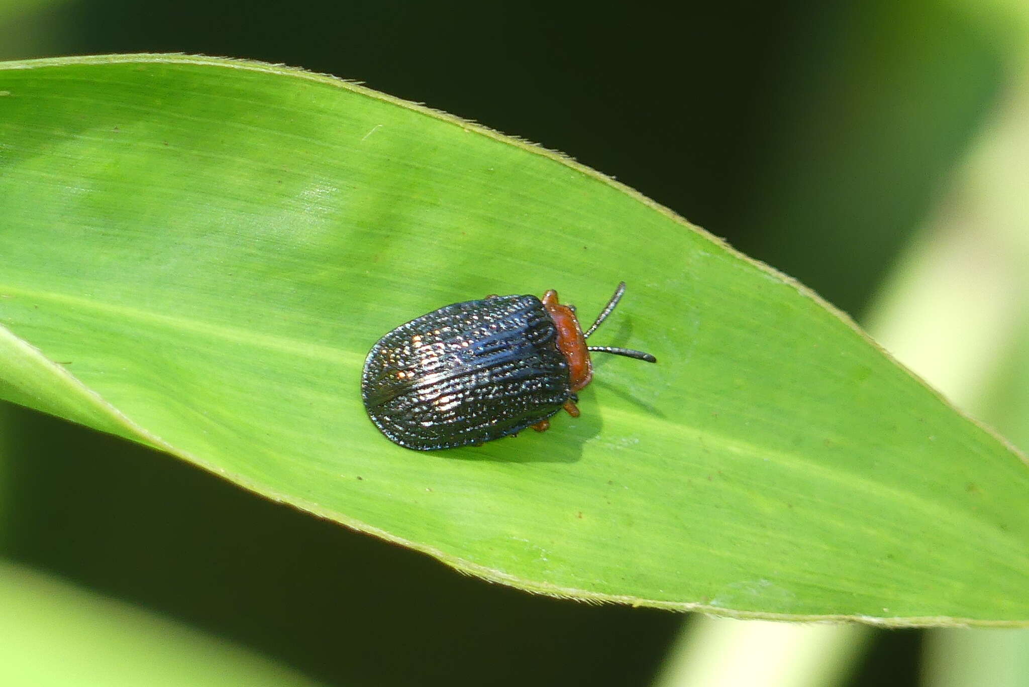 Image of Craspedonta leayana (Latreille 1807)