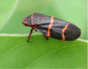 Image of Two-lined Spittlebug