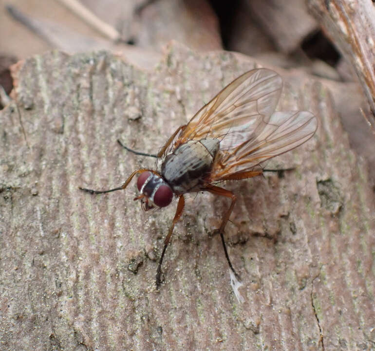 Eutrichota lipsia (Walker 1849)的圖片