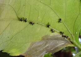 Image of Ant-mimicking Treehopper