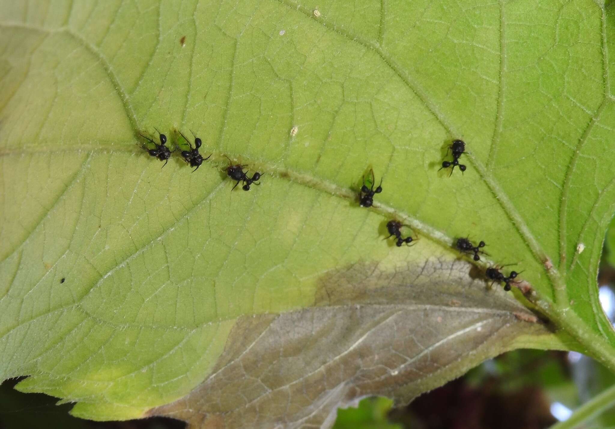 Image of Ant-mimicking Treehopper