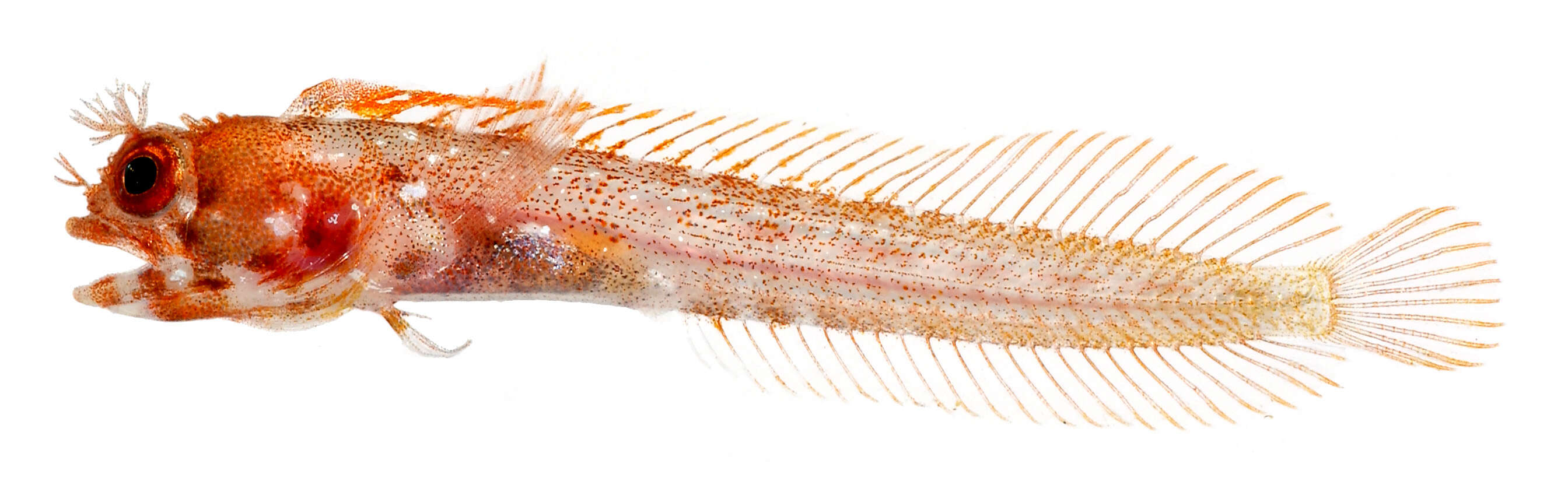 Image of Roughhead Blenny