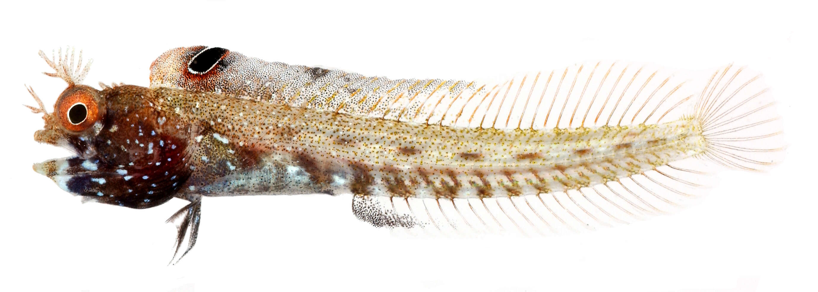 Image of Roughhead Blenny