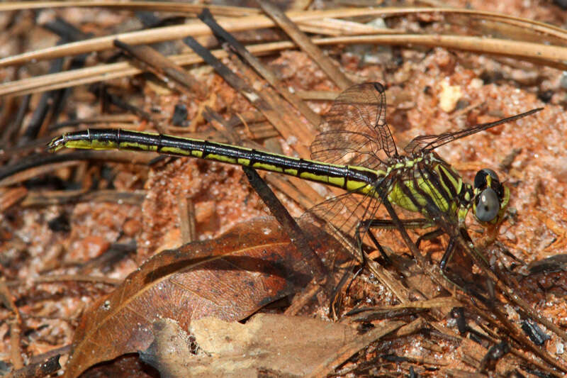 Image of Hodges' Clubtail