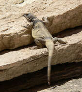 Image of Common Chuckwalla