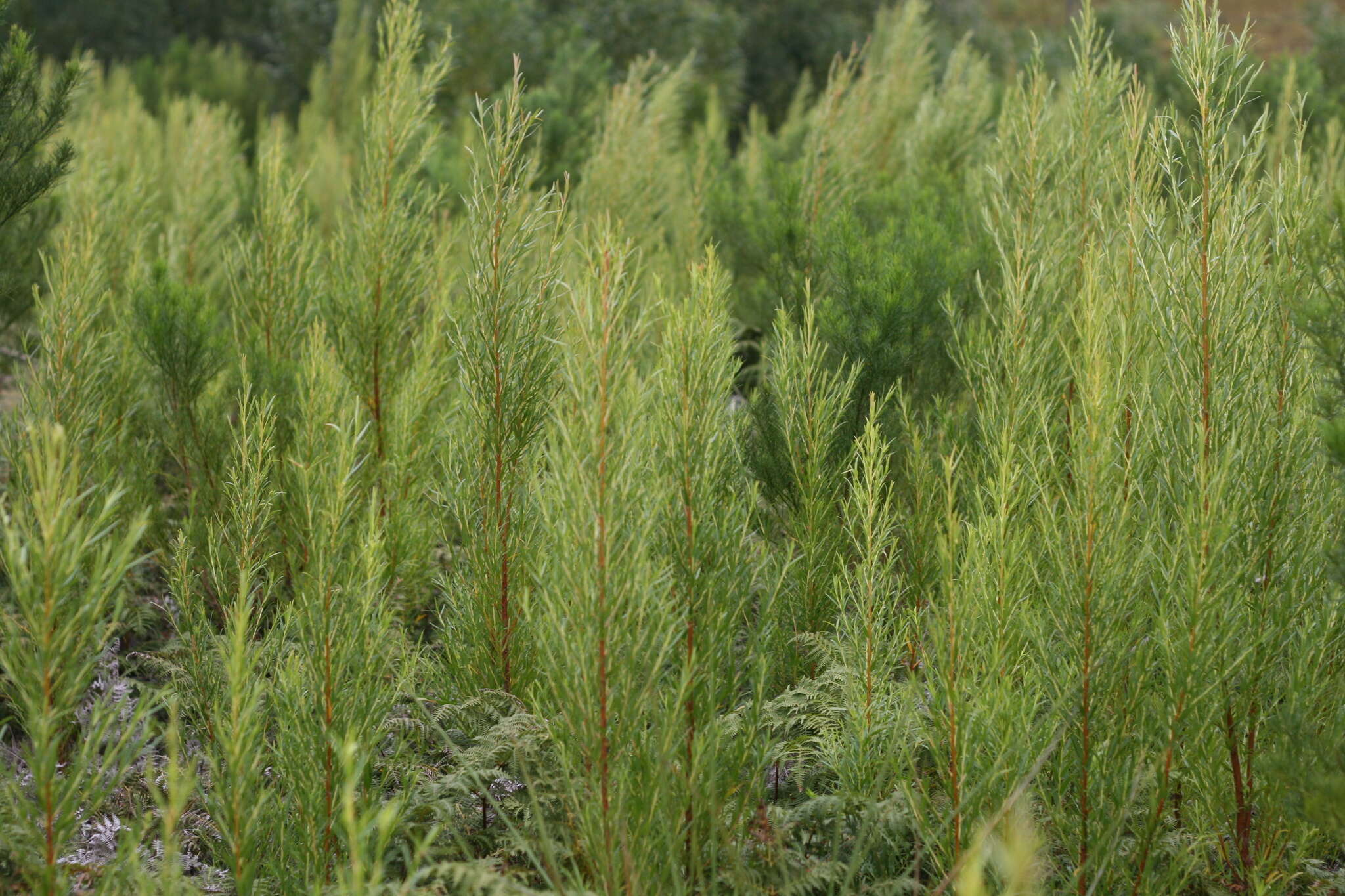 Image of Empleurum unicapsulare (L. fil.) Skeels