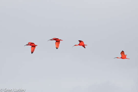 Image of Scarlet Ibis