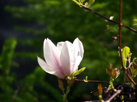 Image of Saucer magnolia