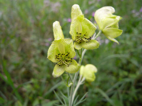 Image of yellow monkshood