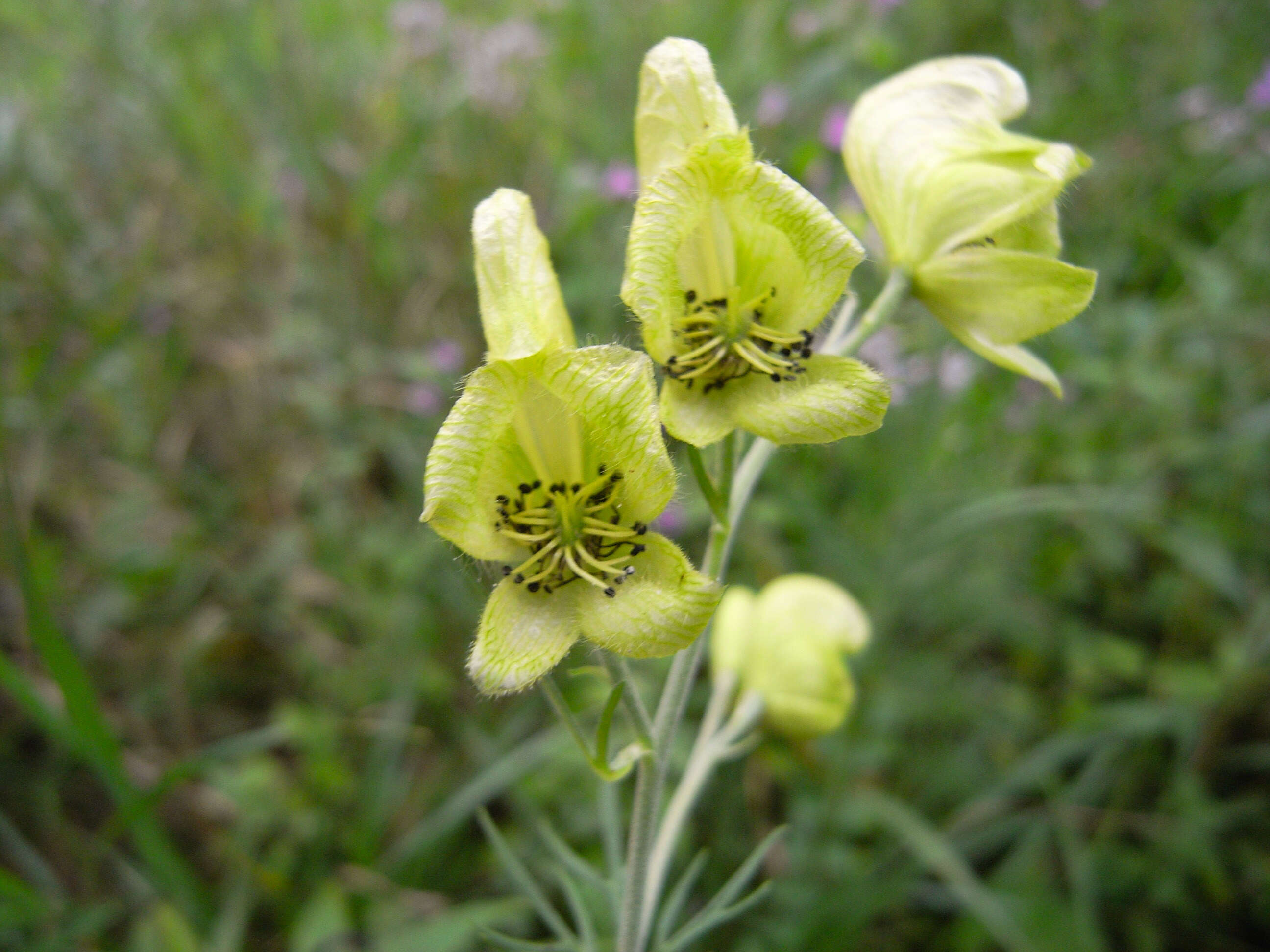 Aconitum anthora L.的圖片